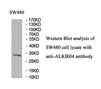 ALKBH4 Rabbit Polyclonal Antibody