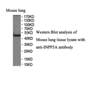 INPP5A Rabbit Polyclonal Antibody