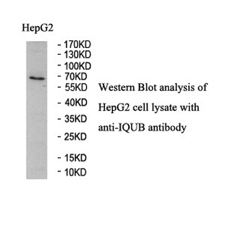 IQUB Rabbit Polyclonal Antibody