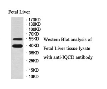IQCD Rabbit Polyclonal Antibody
