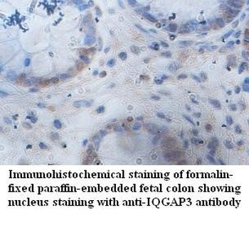 IQGAP3 Rabbit Polyclonal Antibody