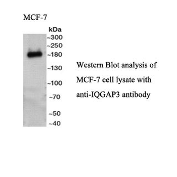 IQGAP3 Rabbit Polyclonal Antibody