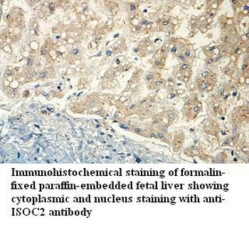 ISOC2 Rabbit Polyclonal Antibody