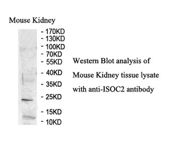 ISOC2 Rabbit Polyclonal Antibody