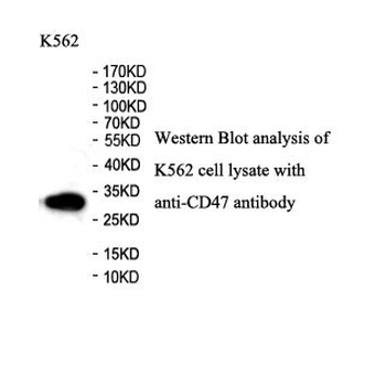 CD47 Rabbit Polyclonal Antibody