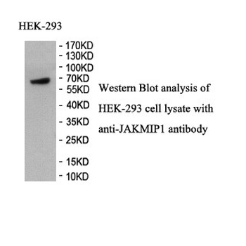JAKMIP1 Rabbit Polyclonal Antibody