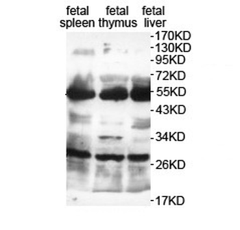 OX40 Rabbit Polyclonal Antibody