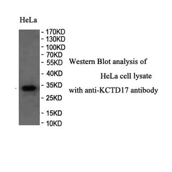 KCTD17 Rabbit Polyclonal Antibody