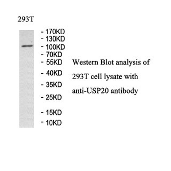 USP20 Rabbit Polyclonal Antibody