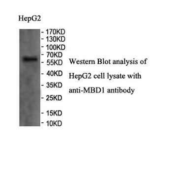 MBD1 Rabbit Polyclonal Antibody