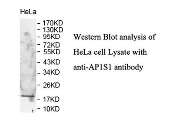 AP1S1 Rabbit Polyclonal Antibody