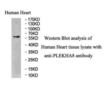 PLEKHA8 Rabbit Polyclonal Antibody