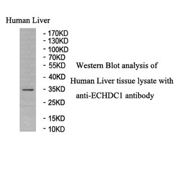 ECHDC1 Rabbit Polyclonal Antibody