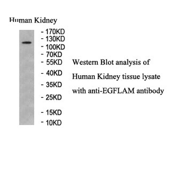 EID3 Rabbit Polyclonal Antibody