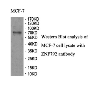 ZNF792 Rabbit Polyclonal Antibody
