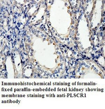 PLSCR1 Rabbit Polyclonal Antibody