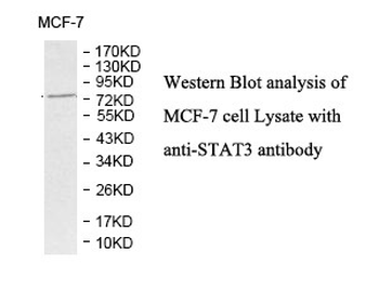 STAT3 Rabbit Polyclonal Antibody