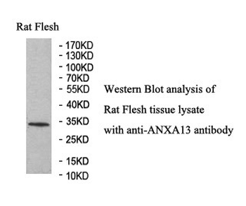 ANXA13 Rabbit Polyclonal Antibody