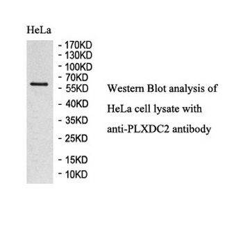 PLXDC2 Rabbit Polyclonal Antibody