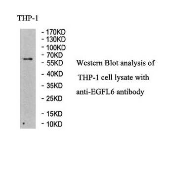 EGFL6 Rabbit Polyclonal Antibody