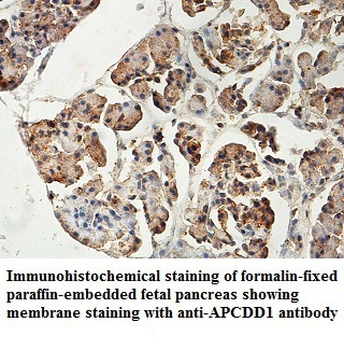 APCDD1 Rabbit Polyclonal Antibody
