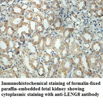 LENG8 Rabbit Polyclonal Antibody