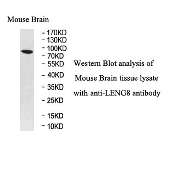 LENG8 Rabbit Polyclonal Antibody