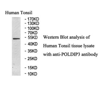 POLDIP3 Rabbit Polyclonal Antibody