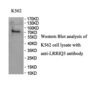 LRRIQ3 Rabbit Polyclonal Antibody