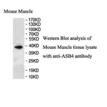 ASB4 Rabbit Polyclonal Antibody