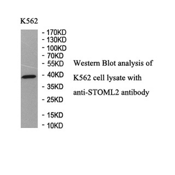 STOML2 Rabbit Polyclonal Antibody