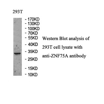ZNF75A Rabbit Polyclonal Antibody