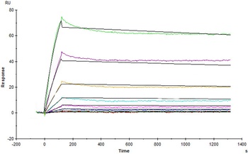 Human VEGF R3 Protein, Fc Tag
