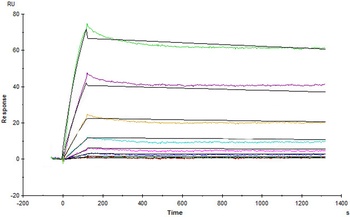 Human VEGF R3 / FLT4 Protein