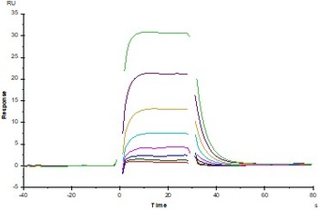 Human IL-2 R beta / CD122 Protein