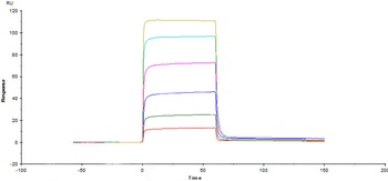 Human M-CSF R / CSF1R / CD115 Protein