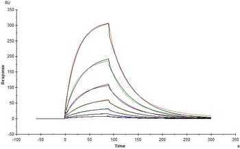 Human IFN-alpha/beta R2 Protein