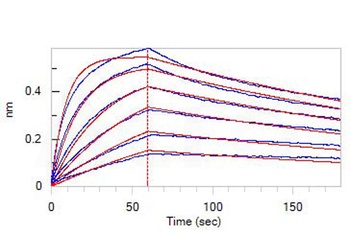 Human IFN-alpha / beta R2 Protein