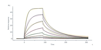 Human IL-13 R alpha 1 Protein, His Tag