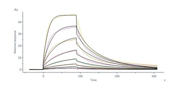 Human IL-13 R alpha 1 Protein