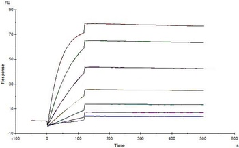 Human IL-1 RII / CD121b Protein