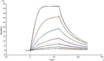 Human IL-2 R alpha / CD25 Protein