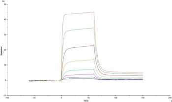 Human IL-2 R beta / CD122 Protein