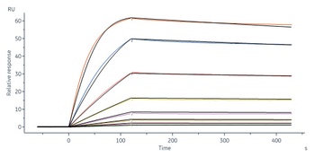 Human IL-18BP Protein