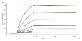 Human IL-21 R Protein