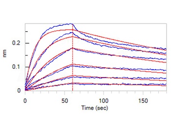 Human IL-12B / NKSF2 / p40 Protein