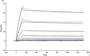 Human VEGF-D Protein