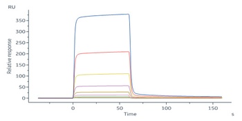 Human IGFBP-7 Protein