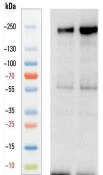 Guinea pig anti-CD206 Antibody