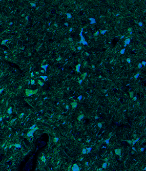 Guinea pig anti-MAP2 Antibody